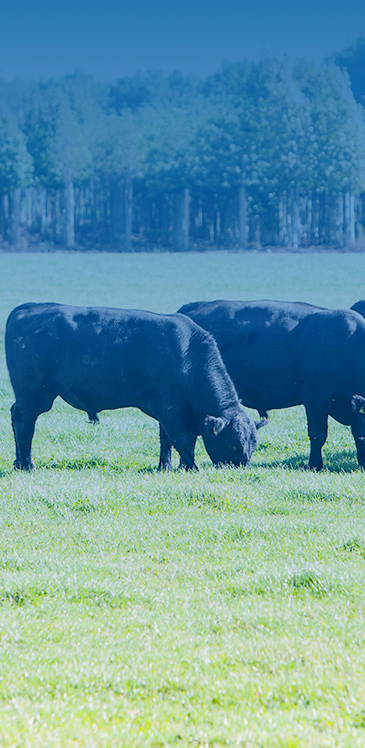 農(nóng)業(yè) 農(nóng)業(yè)